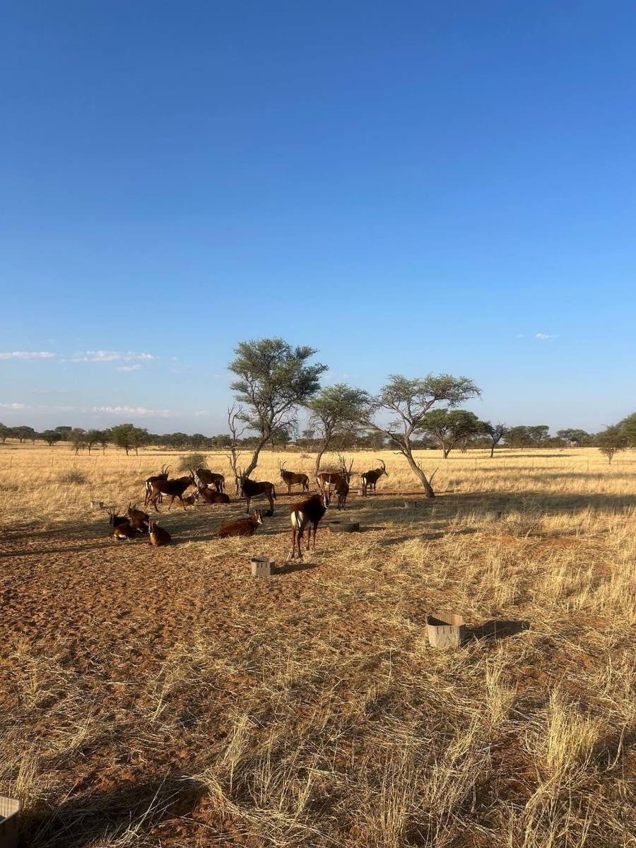 Antelope grazing between camel thorn trees on the farm